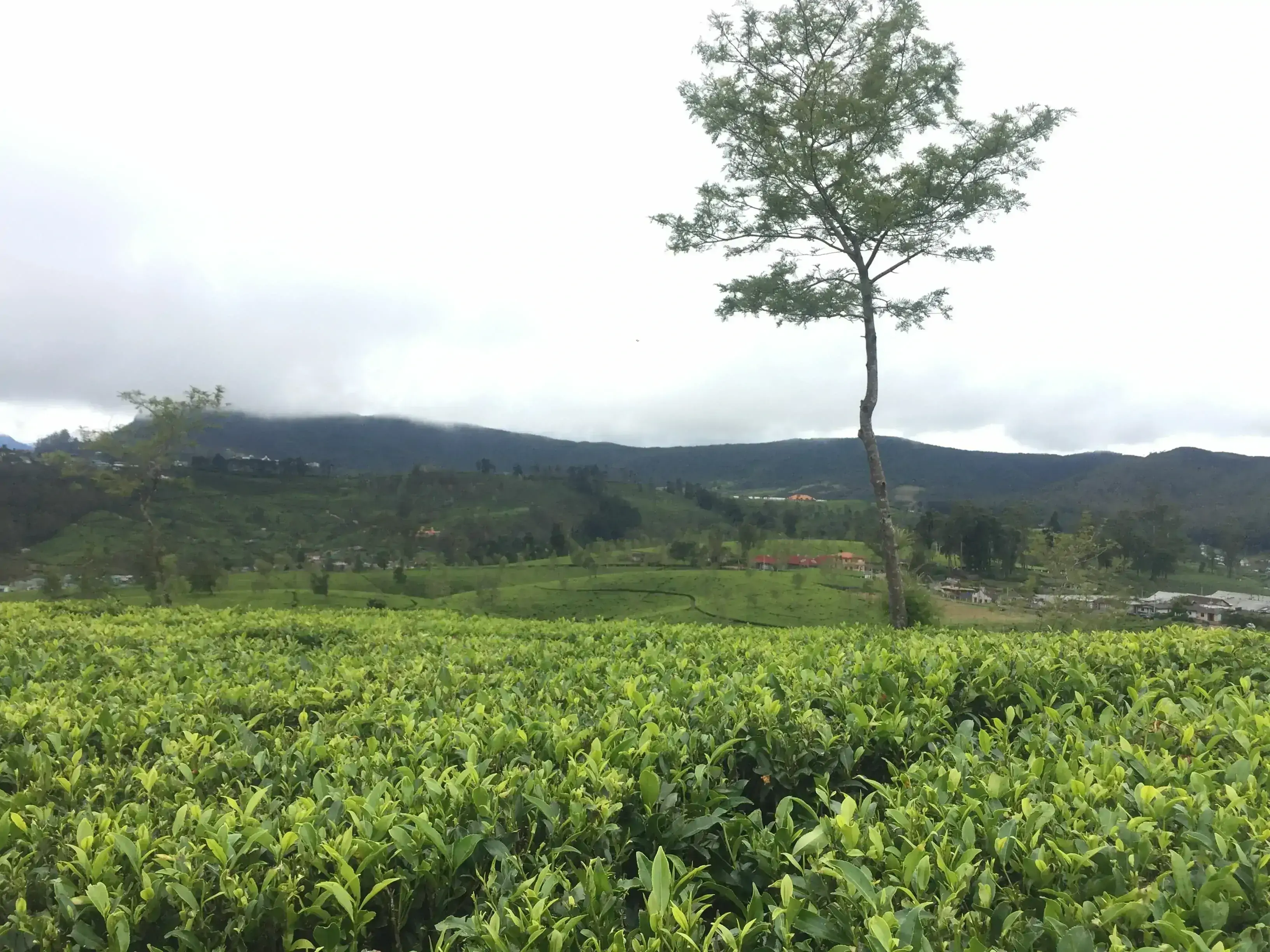 Signature Sri Lanka Tour(10 Days) 